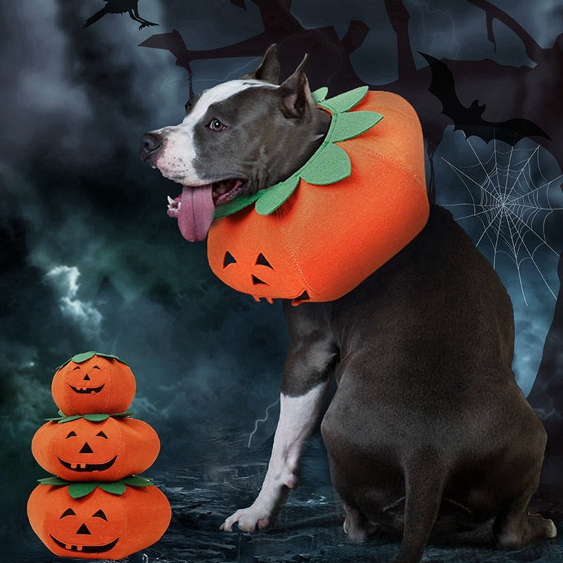 Pumpkin Pals: Adorable Halloween Collars for Pets