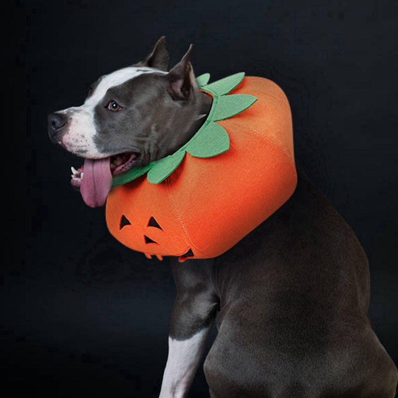 Pumpkin Pals: Adorable Halloween Collars for Pets