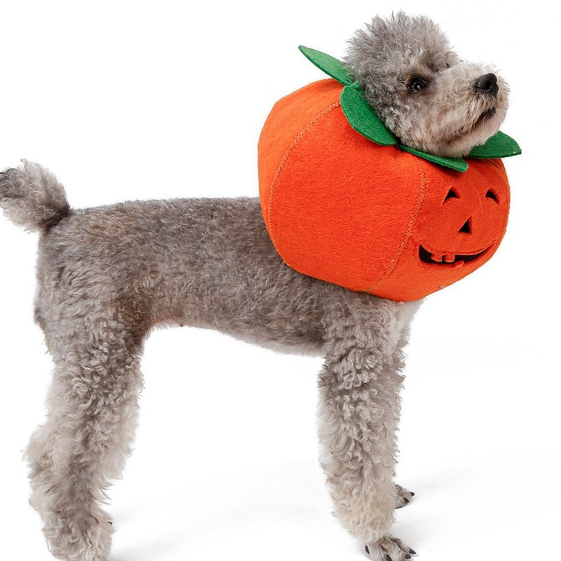 Pumpkin Pals: Adorable Halloween Collars for Pets