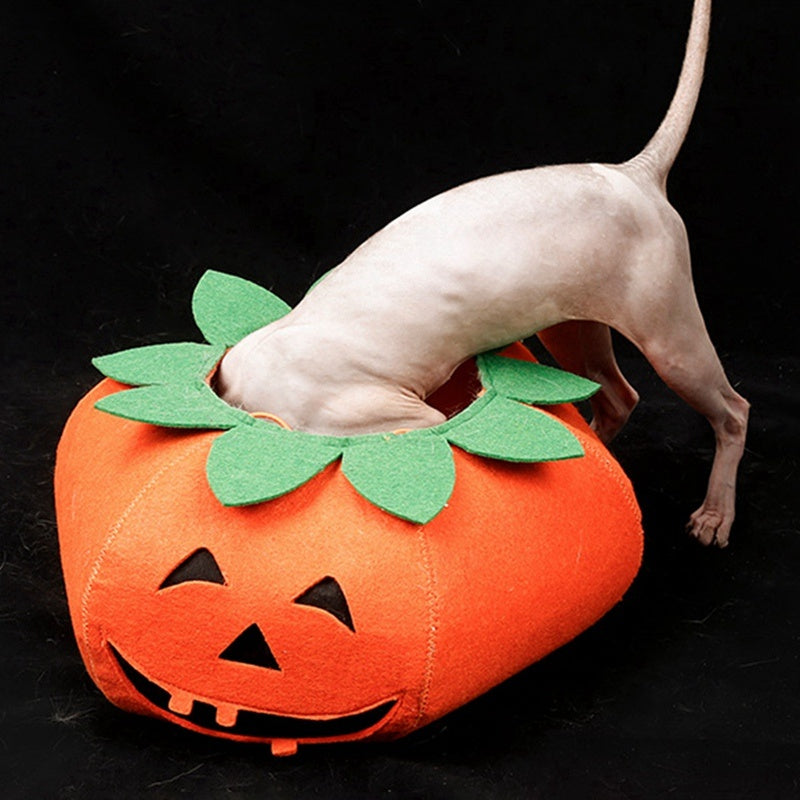 Pumpkin Pals: Adorable Halloween Collars for Pets