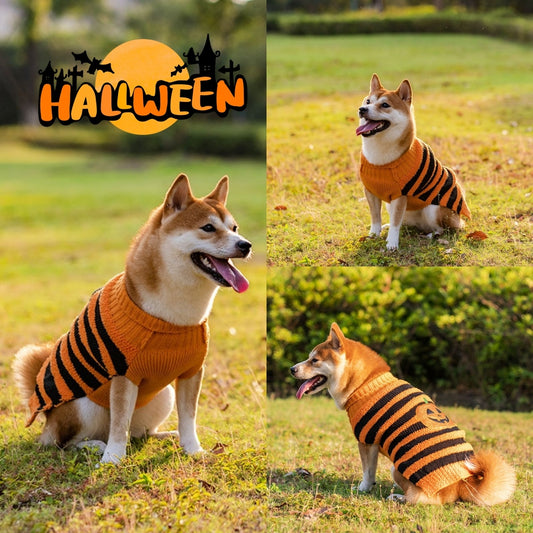 Pawsitively Spooktacular Teddy Cosplay: Comfy & Quirky Halloween Dog Sweater