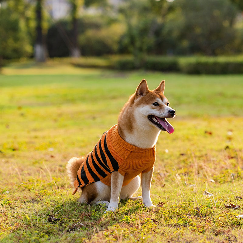 Pawsitively Spooktacular Teddy Cosplay: Comfy & Quirky Halloween Dog Sweater