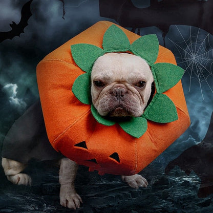 Pumpkin Pals: Adorable Halloween Collars for Pets