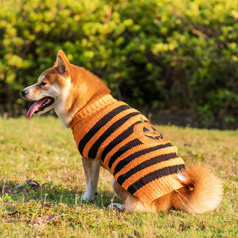 Pawsitively Spooktacular Teddy Cosplay: Comfy & Quirky Halloween Dog Sweater